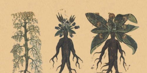 Twilight Tour: Plants and Witchcraft