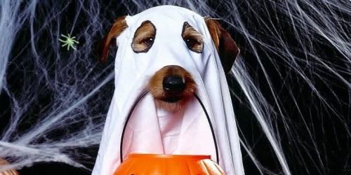 Petsmart Trunk or Treat 10th Annual