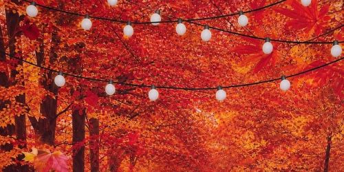 \ud83c\udf83\ud83c\udf83 Pawloween Night  \ud83c\udf83\ud83c\udf83