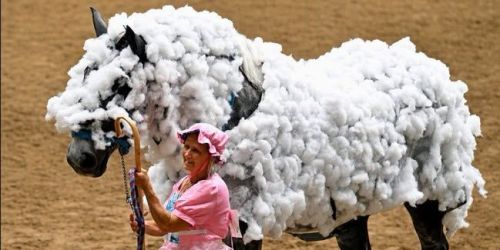 Draft Horse Dress Up