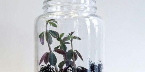 Spooky Terrarium Class