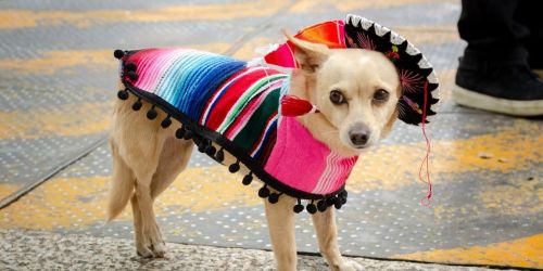 Howl-O-Ween Pup Parade & Beltline Crawl
