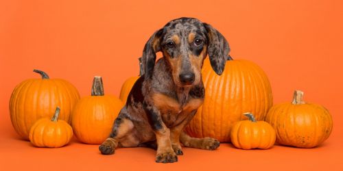 Howl-O-Ween Puppy Yoga at Paw Yoga Manchester
