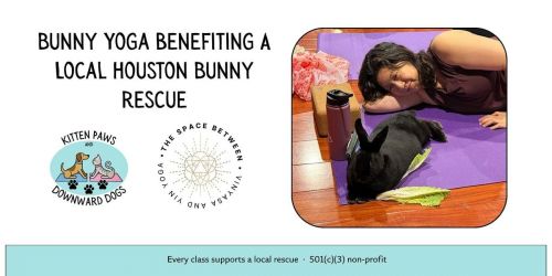 Halloween Bunny Yoga Houston Benefitting a Local Rabbit Rescue