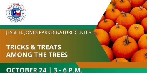 Tricks & Treats Among the Trees