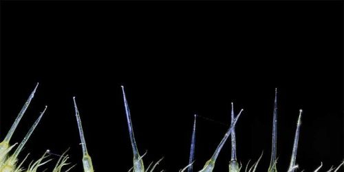 Twilight Tour: Toxins, Thorns, and Tricks
