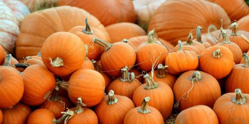 Pop-up Pumpkin Patch