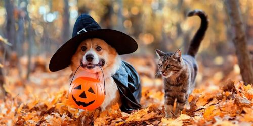 PAW-PULENCE: The Pet Halloween Event and Costume Contest!