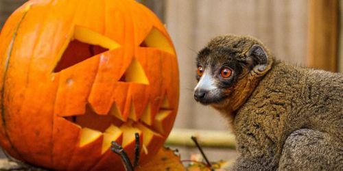 October Half-Term at Twycross Zoo: Boo Crew \ud83c\udf83\ud83d\udd77\ufe0f