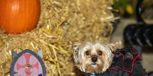 6th Annual Halloween Dog Costume Contest and Cupcake Truck