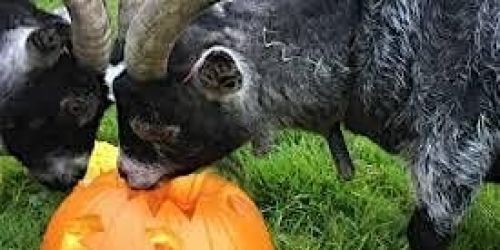 Pumpkins for the Farm Animals